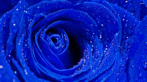 Blue Rose Background (41+ pictures) - WallpaperSet