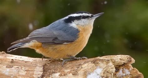 Red-breasted Nuthatch Identification, All About Birds, Cornell Lab of ...