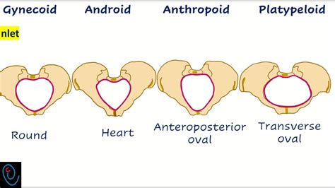 Female pelvic types - YouTube