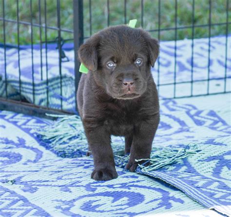 Chocolate Lab Puppies 1, Amazing English Chocolate Lab Puppy