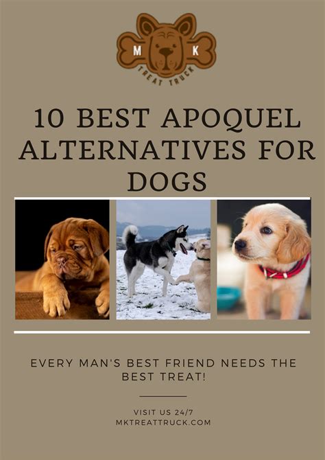 10 Best Apoquel Alternatives For Dogs. 14,347 Reviews Scanned Trending ...