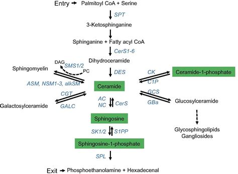 Frontiers | Sphingomyelin Breakdown in T Cells: Role of Membrane ...