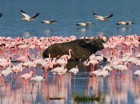 LAKE NAKURU NATIONAL PARK