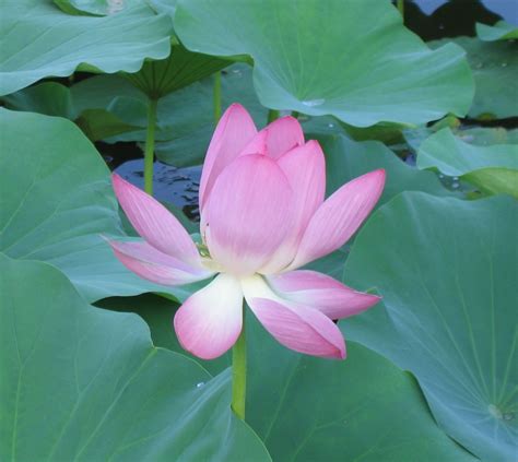 File:Pink lily flower.jpg - Wikimedia Commons