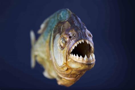 Ferocious Fish | A Moment of Science - Indiana Public Media