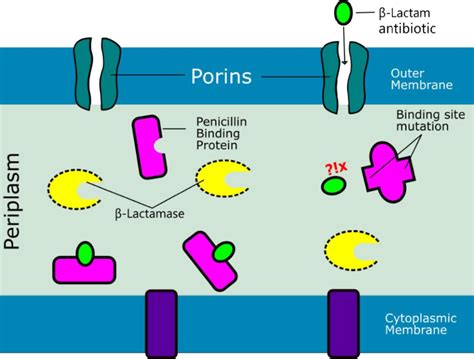 Mechanism of beta-lactam antibiotic resistance by mutation of ...