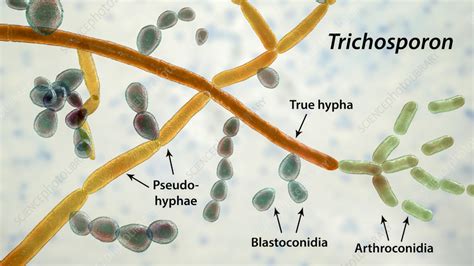 Structure of Trichosporon fungus, illustration - Stock Image - F036 ...