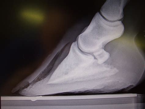 Hoof Help: White Line Disease | US Equestrian