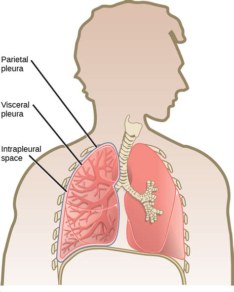 Breathing | OpenStax Biology 2e