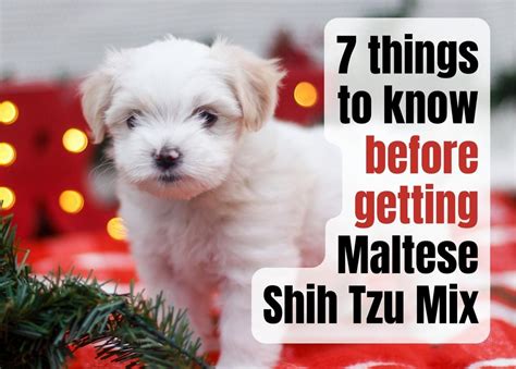 Essential Facts About the Maltese Shih Tzu Mix