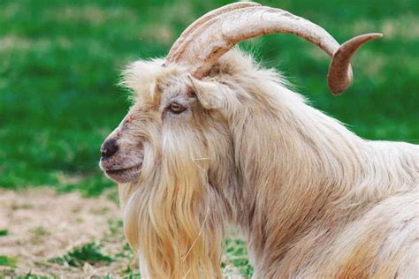 Kiko Goat: Breed Info, Characteristics, Breeding, and Care | Kiko goats ...