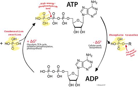 Diagram Of Atp Cycle