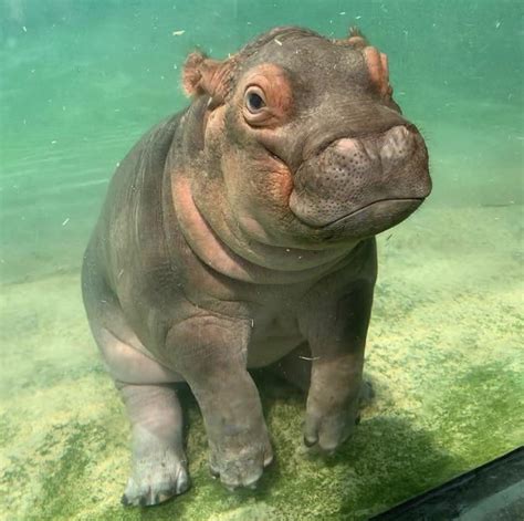 This adorable baby hippo : r/pics