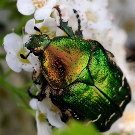 Green Scarab Beetle | Flickr - Photo Sharing!