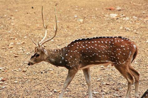 Chital/ Spotted Deer/ Axis Deer | The chital or cheetal (Axi… | Flickr