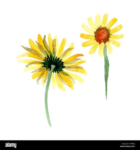 Yellow daisy floral botanical flower. Watercolor background ...