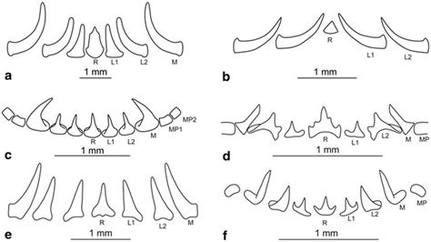 Class: Cephalopods and their radula | Cephalopod Radula under the SEM