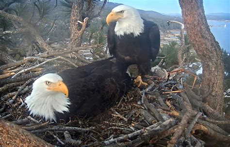 First Big Bear bald eagle baby of 2021 hatches as the world watches ...