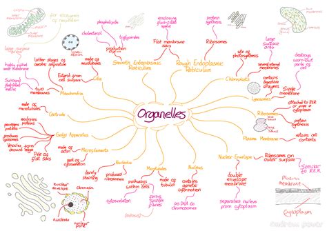 Revision Notes - Mind Maps - Andrew Pover | Cell biology, Biology notes ...