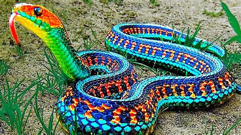 Rarest snake | Garter snake, Beautiful snakes, Colorful snakes