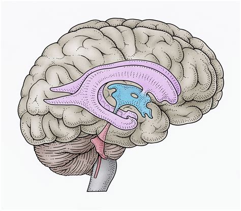 Brain Ventricles: Anatomy, Function, and Conditions