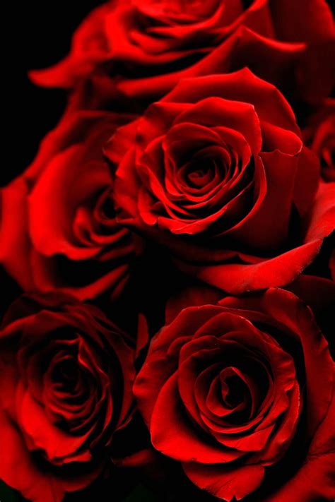 The 10 Best Roses in Passion Red Color