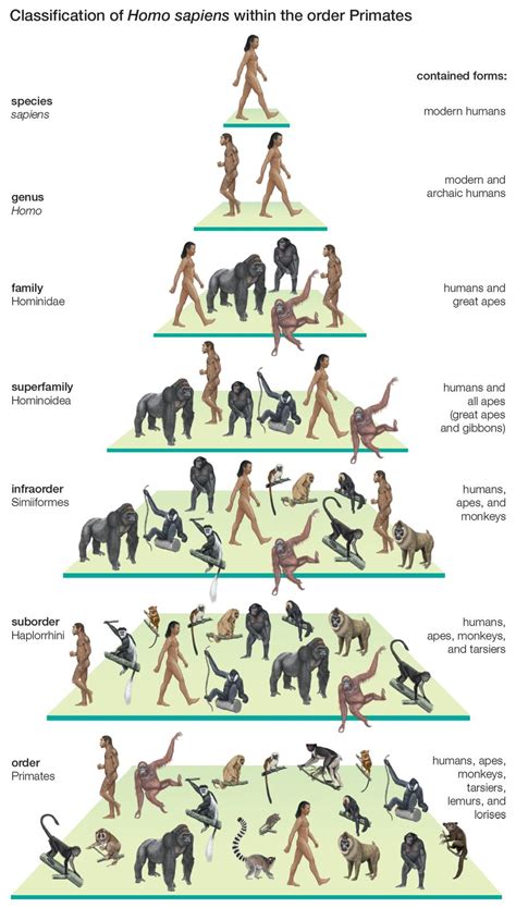 Human Evolution Diagram With Names