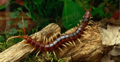 Centipede Animal Facts | AZ Animals