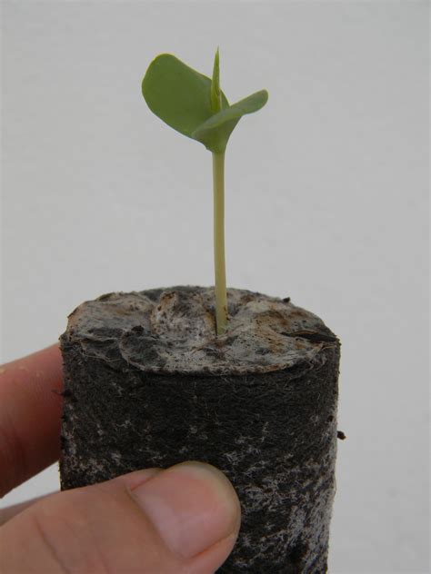 Apple Seedling from seed | Seed germination, Organic lawn fertilizer ...