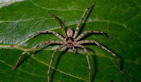 Huntsman Spider - Facts, Bite & Habitat Information