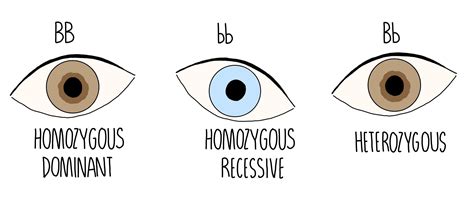 Genetics AQA — the science hive