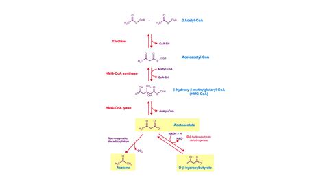 What is the presence of ketone bodies in urine called?