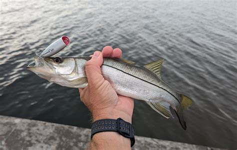 Nice little snook – SpaceFish