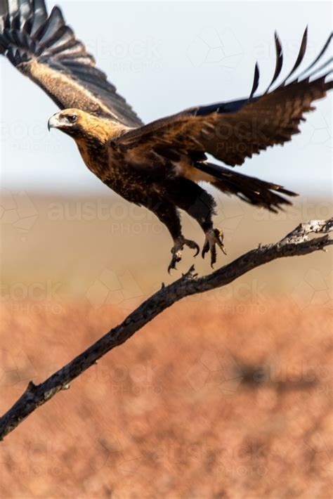 Image of Wedge-tailed eagle taking flight - Austockphoto