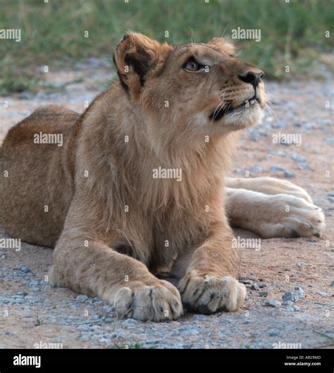 African Lion Cub Stock Photo - Alamy