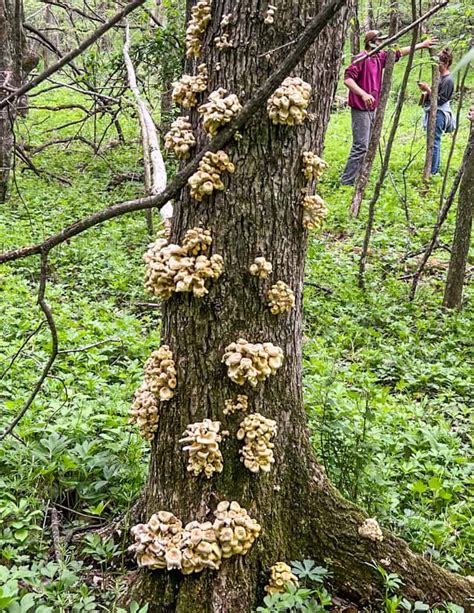 Foraging Golden Oyster Mushrooms (Pleurotus citrinopileatus)