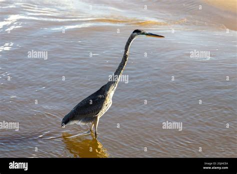 Great blue heron on the lake Michigan Stock Photo - Alamy