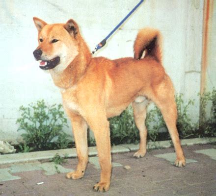 Korean Jindo Info, Temperament, Care, Training, Puppies, Pictures