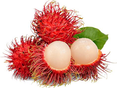 Rambutan – J&C Tropicals