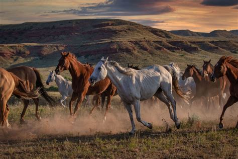 Wild Horses Running Sunset