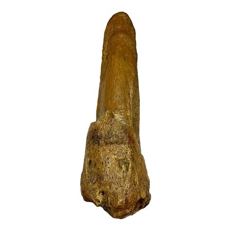 Giant Sloth (Mylodon) Fossil Claw - Chile - Pleistocene Era | eBay