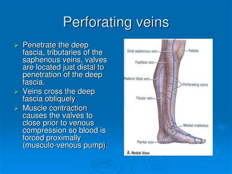 PPT - Update on Chronic Venous Disease Treatment PowerPoint ...