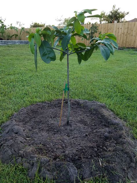 Can You Grow Black Sapote From Seed... and will it make GOOD fruit ...