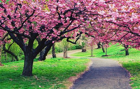 Cherry Blossom Landscape, sakura, tree, green, spring, pink, cherry ...