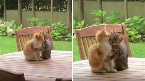 Kittens hug each other. ‘This is true love,’ say people | Trending ...