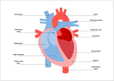 Human Heart Diagram for Biology Students | Human heart diagram, Heart ...