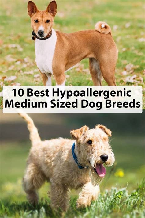 10 Best Hypoallergenic Medium Sized Dog Breeds | Dog breeds medium, Dog ...