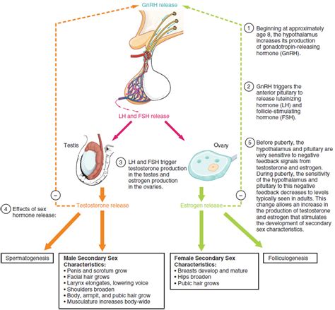 Development of the Male and Female Reproductive Systems · Anatomy and ...