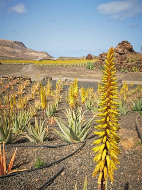 Aloe vera flower