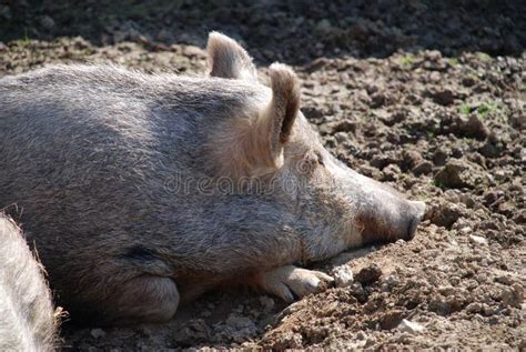 Tamworth pig stock image. Image of breed, laying, farm - 11996133